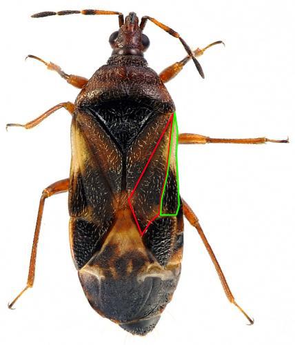 Anthocoris sp.