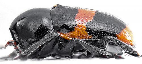 Cryptocephalus sinuatus