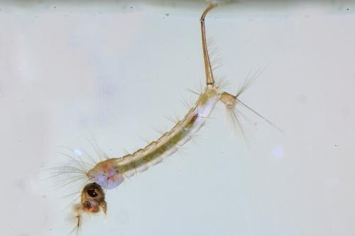 Réf. 131 454 : Culex hortensis
