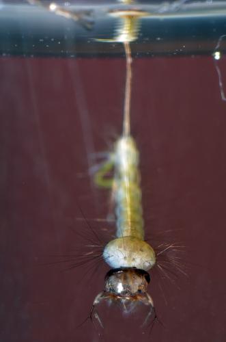 Réf. 131 455 : Culex hortensis