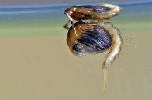 Réf. 131 456 : Culex hortensis