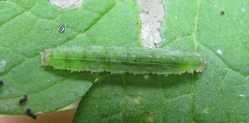 Cylindrotoma distinctissima