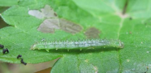 Réf. 131 816 : Cylindrotoma distinctissima