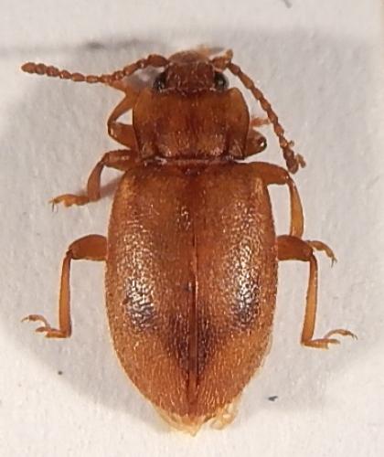 Réf. 131 208 : Dapsa trimaculata