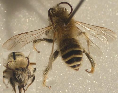 Réf. 131 774 : Dasypoda sp.