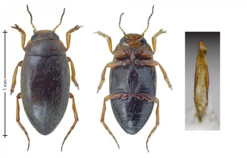 Hydroporus angustatus