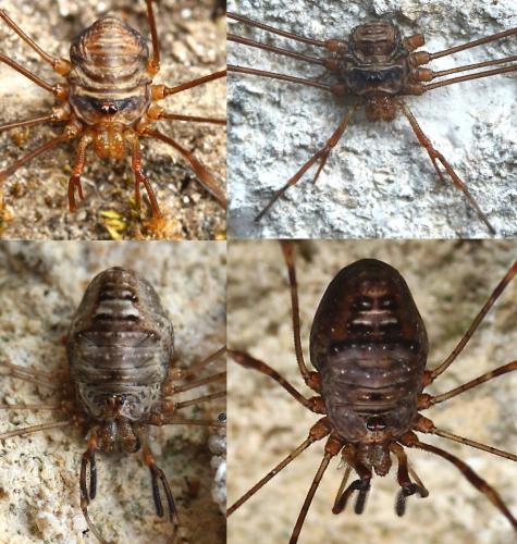 Réf. 131 187 : Dicranopalpus ramosus