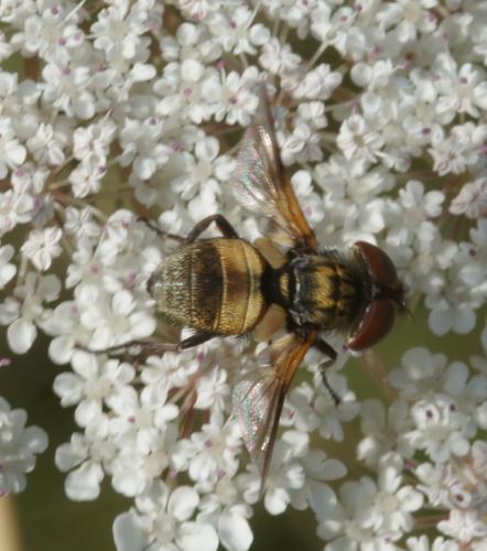 Réf. 131 166 : Ectophasia sp.
