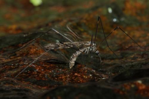 Dicranomyia sp.