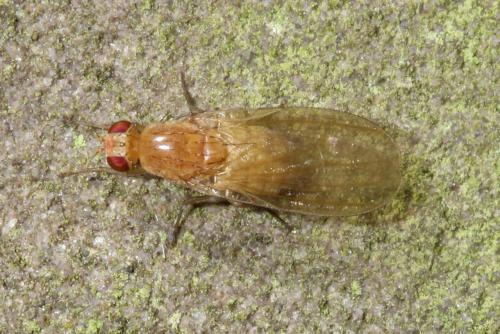Réf. 131 488 : Lyciella sp.