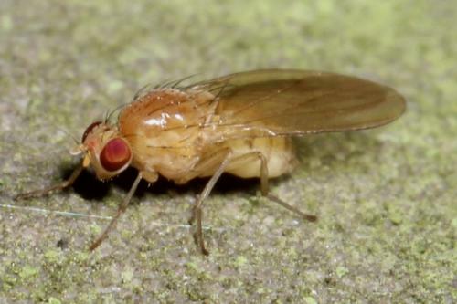 Lyciella sp.