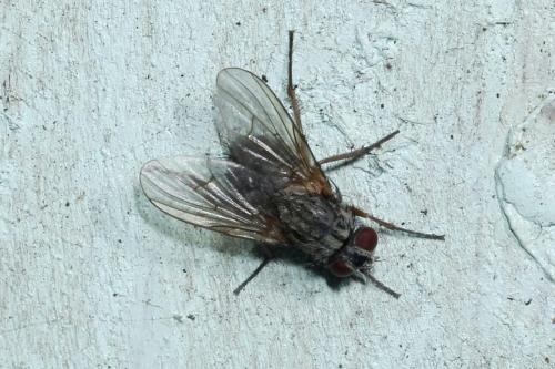 Phaonia sp.