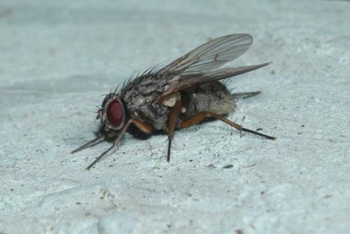 Phaonia sp.