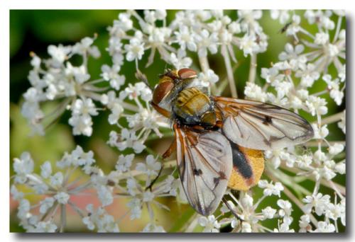 Ectophasia crassipennis