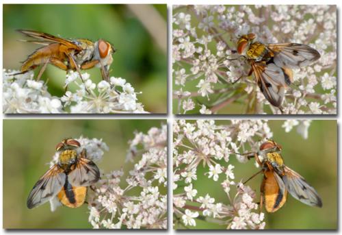 Ectophasia crassipennis