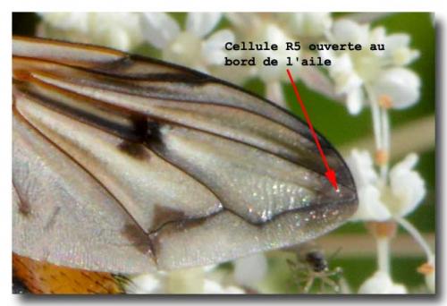 Ectophasia crassipennis