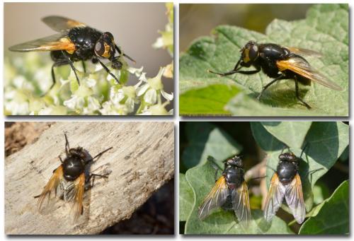 Réf. 131 551 : Mesembrina meridiana