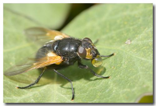 Réf. 131 552 : Mesembrina meridiana