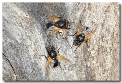 Mesembrina meridiana