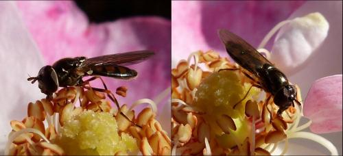 Melanostoma mellinum