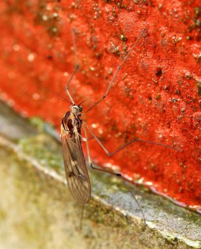 Dixa nubilipennis