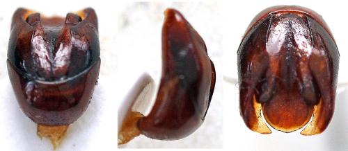 Afromorgus obesus
