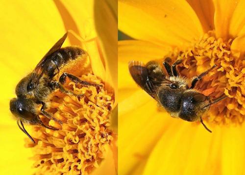 Osmia sp.