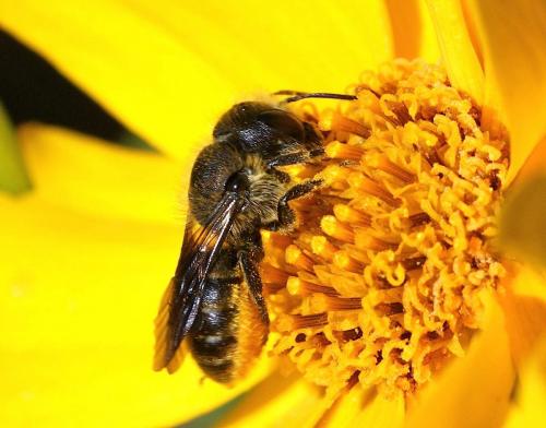 Réf. 131 580 : Osmia sp.