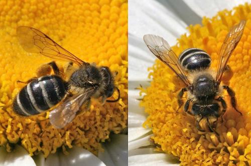 Andrena flavipes