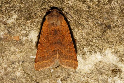 Agrochola lychnidis