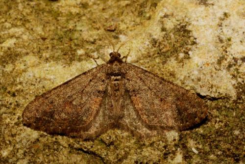 Agriopis bajaria