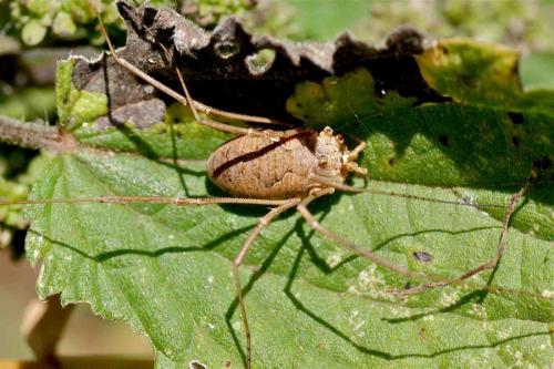 Réf. 131 403 : Phalangium opilio