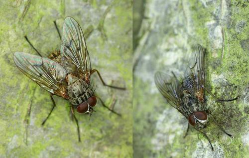 Phaonia tuguriorum