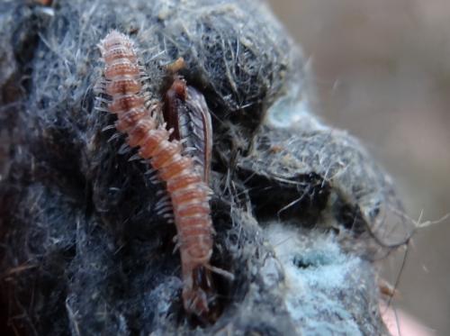 Réf. 131 746 : Polydesmus sp.