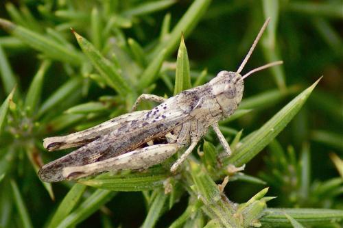 Chorthippus sp.