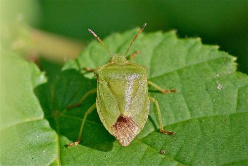 Palomena viridissima