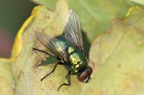 Réf. 131 496 : Neomyia viridescens