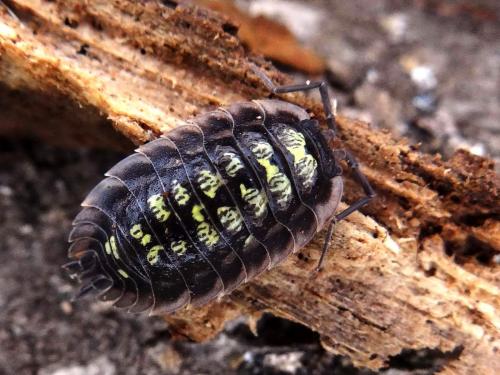 Oniscus sp.