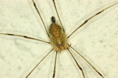 Réf. 131 604 : Opilio canestrinii