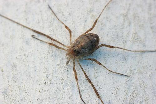 Oligolophus hanseni