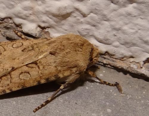 Agrotis segetum