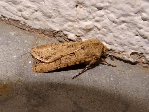 Réf. 131 011 : Agrotis segetum