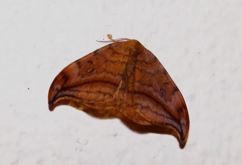 Drepana curvatula