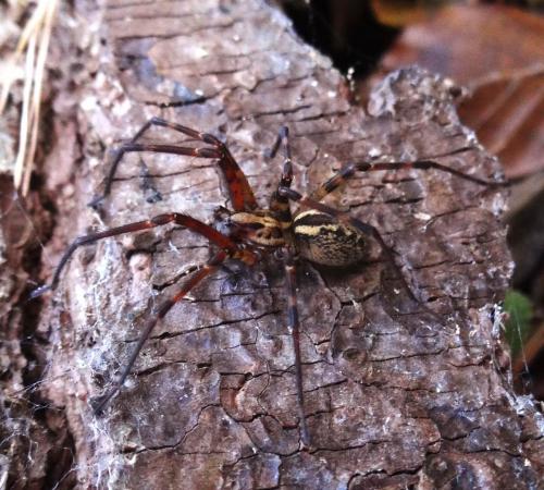 Eratigena inermis