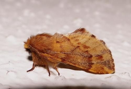 Réf. 131 876 : Ptilophora plumigera