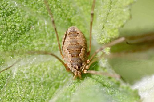 Phalangium opilio