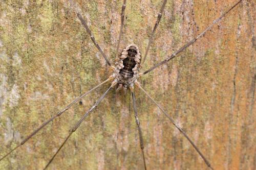 Phalangium opilio