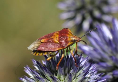 Carpocoris purpureipennis