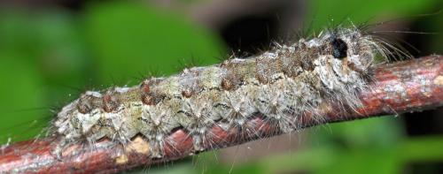 Lymantria monacha
