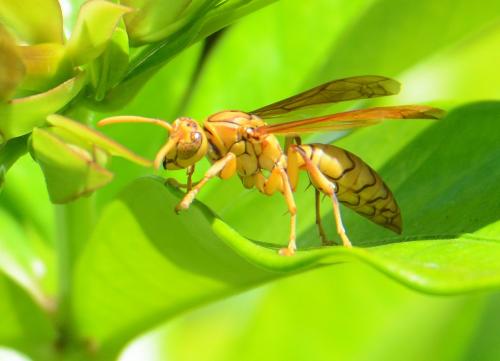 Réf. 131 910 : Polistes olivaceus